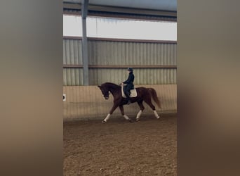 Caballo de deporte alemán, Caballo castrado, 10 años, 172 cm, Alazán