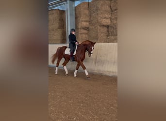 Caballo de deporte alemán, Caballo castrado, 10 años, 172 cm, Alazán