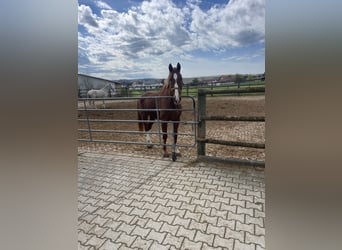 Caballo de deporte alemán, Caballo castrado, 10 años, 172 cm, Alazán