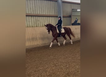 Caballo de deporte alemán, Caballo castrado, 10 años, 172 cm, Alazán