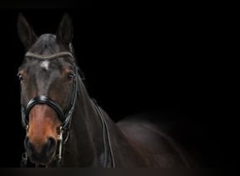 Caballo de deporte alemán, Caballo castrado, 10 años, 172 cm, Castaño