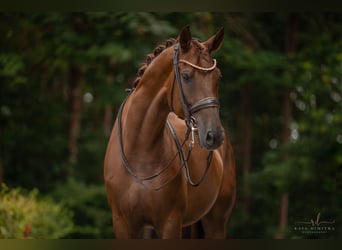 Caballo de deporte alemán, Caballo castrado, 10 años, 173 cm, Alazán-tostado