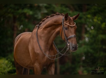 Caballo de deporte alemán, Caballo castrado, 10 años, 173 cm, Alazán-tostado