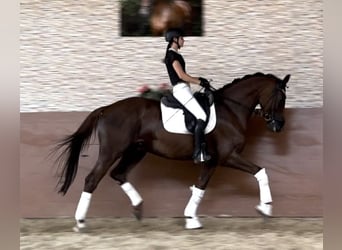 Caballo de deporte alemán, Caballo castrado, 10 años, 173 cm, Alazán-tostado