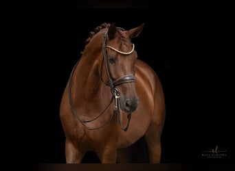 Caballo de deporte alemán, Caballo castrado, 10 años, 173 cm, Alazán-tostado