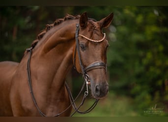 Caballo de deporte alemán, Caballo castrado, 10 años, 173 cm, Alazán-tostado