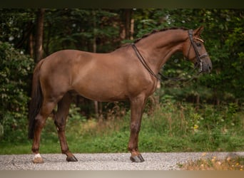 Caballo de deporte alemán, Caballo castrado, 10 años, 173 cm, Alazán-tostado