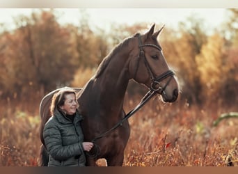 Caballo de deporte alemán, Caballo castrado, 10 años, 173 cm, Castaño