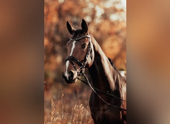 Caballo de deporte alemán, Caballo castrado, 10 años, 173 cm, Castaño