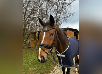 Caballo de deporte alemán, Caballo castrado, 10 años, 173 cm, Castaño