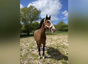 Caballo de deporte alemán, Caballo castrado, 10 años, 173 cm, Castaño claro