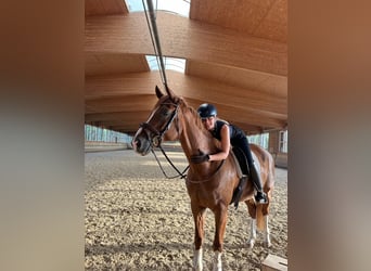 Caballo de deporte alemán, Caballo castrado, 10 años, 174 cm, Alazán