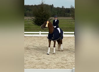 Caballo de deporte alemán, Caballo castrado, 10 años, 174 cm, Alazán