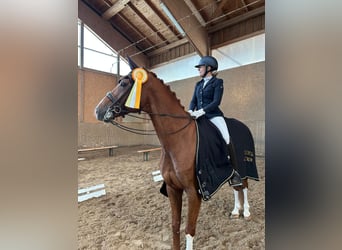 Caballo de deporte alemán, Caballo castrado, 10 años, 174 cm, Alazán