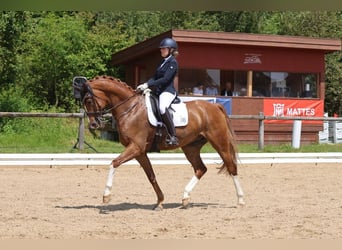 Caballo de deporte alemán, Caballo castrado, 10 años, 174 cm, Alazán