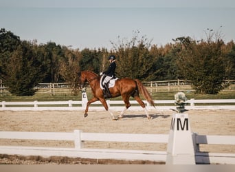 Caballo de deporte alemán, Caballo castrado, 10 años, 174 cm, Alazán