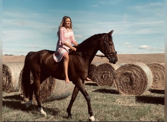 Caballo de deporte alemán, Caballo castrado, 10 años, 175 cm, Castaño