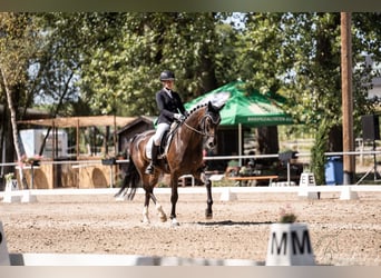 Caballo de deporte alemán, Caballo castrado, 10 años, 175 cm, Castaño oscuro