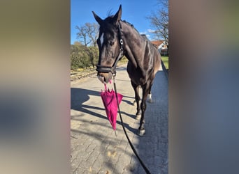 Caballo de deporte alemán, Caballo castrado, 10 años, 175 cm, Castaño oscuro