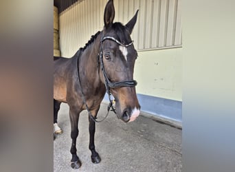 Caballo de deporte alemán, Caballo castrado, 10 años, 175 cm, Castaño oscuro