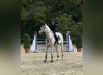 Caballo de deporte alemán, Caballo castrado, 10 años, 175 cm, Tordo