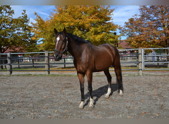 Caballo de deporte alemán, Caballo castrado, 10 años, 176 cm, Castaño