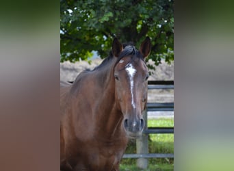 Caballo de deporte alemán, Caballo castrado, 10 años, 176 cm, Castaño