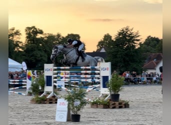 Caballo de deporte alemán, Caballo castrado, 10 años, 176 cm, Tordo