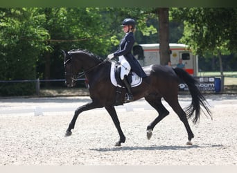 Caballo de deporte alemán, Caballo castrado, 10 años, 180 cm, Morcillo