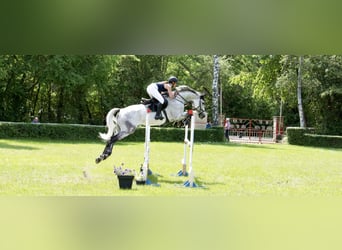 Caballo de deporte alemán, Caballo castrado, 10 años, 180 cm, Tordo