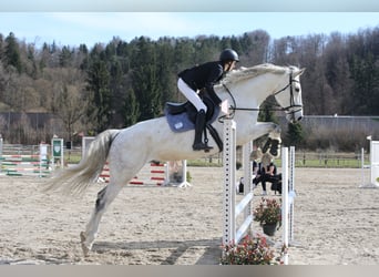 Caballo de deporte alemán, Caballo castrado, 10 años, 180 cm, Tordo