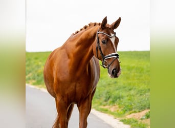 Caballo de deporte alemán, Caballo castrado, 10 años, 182 cm, Alazán