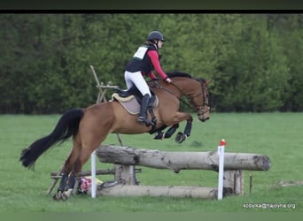 Caballo de deporte alemán, Caballo castrado, 10 años, Castaño rojizo