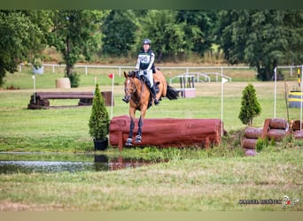 Caballo de deporte alemán, Caballo castrado, 10 años, Castaño rojizo