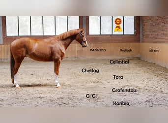 Caballo de deporte alemán, Caballo castrado, 11 años, 161 cm, Alazán