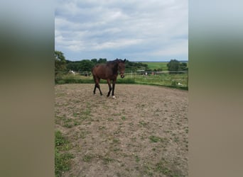 Caballo de deporte alemán, Caballo castrado, 11 años, 165 cm, Castaño oscuro