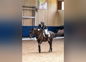 Caballo de deporte alemán, Caballo castrado, 11 años, 165 cm, Negro