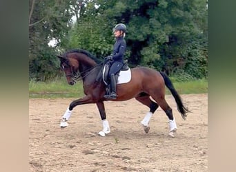 Caballo de deporte alemán, Caballo castrado, 11 años, 166 cm, Castaño