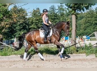 Caballo de deporte alemán, Caballo castrado, 11 años, 166 cm, Castaño