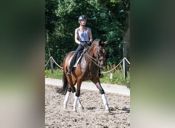 Caballo de deporte alemán, Caballo castrado, 11 años, 166 cm, Castaño