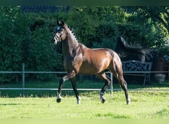 Caballo de deporte alemán, Caballo castrado, 11 años, 166 cm, Castaño