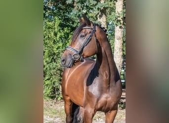 Caballo de deporte alemán, Caballo castrado, 11 años, 166 cm, Castaño