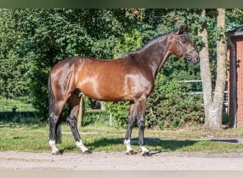 Caballo de deporte alemán, Caballo castrado, 11 años, 166 cm, Castaño