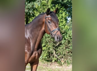 Caballo de deporte alemán, Caballo castrado, 11 años, 166 cm, Castaño