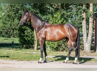 Caballo de deporte alemán, Caballo castrado, 11 años, 166 cm, Castaño