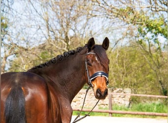 Caballo de deporte alemán, Caballo castrado, 11 años, 166 cm, Castaño