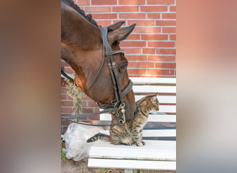 Caballo de deporte alemán, Caballo castrado, 11 años, 166 cm, Castaño