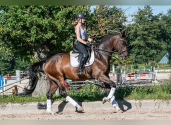 Caballo de deporte alemán, Caballo castrado, 11 años, 166 cm, Castaño