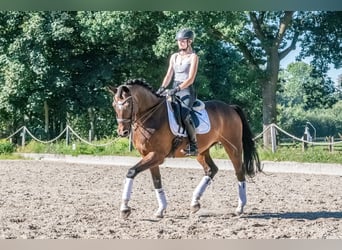 Caballo de deporte alemán, Caballo castrado, 11 años, 166 cm, Castaño