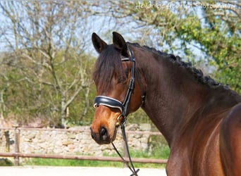 Caballo de deporte alemán, Caballo castrado, 11 años, 166 cm, Castaño